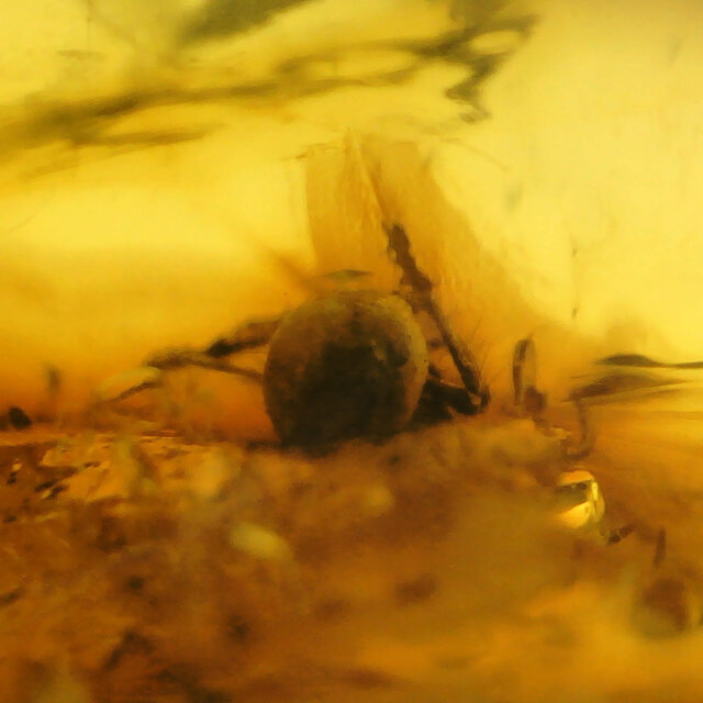 Baltic amber with inclusions, no apparent insect