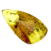 Baltic amber with inclusions, no apparent insect