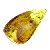 Baltisch Barnsteen met insluitingen, geen duidelijk insect