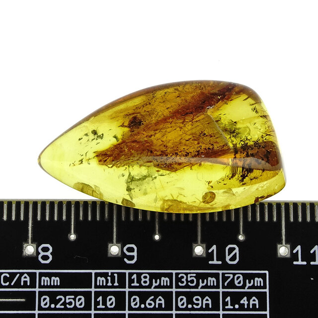 Baltic amber with inclusions, no apparent insect