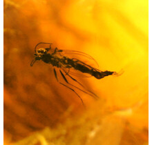 Baltic amber with enclosed Moscuito