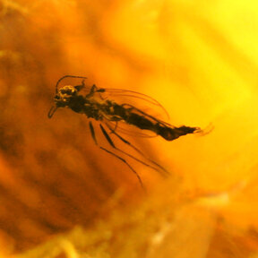 Amber with enclosed insect