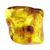 Baltic amber with enclosed Moscuito