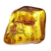 Baltic amber with enclosed Moscuito