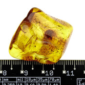 Baltic amber with enclosed Moscuito