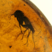 Baltic amber with enclosed mosquito