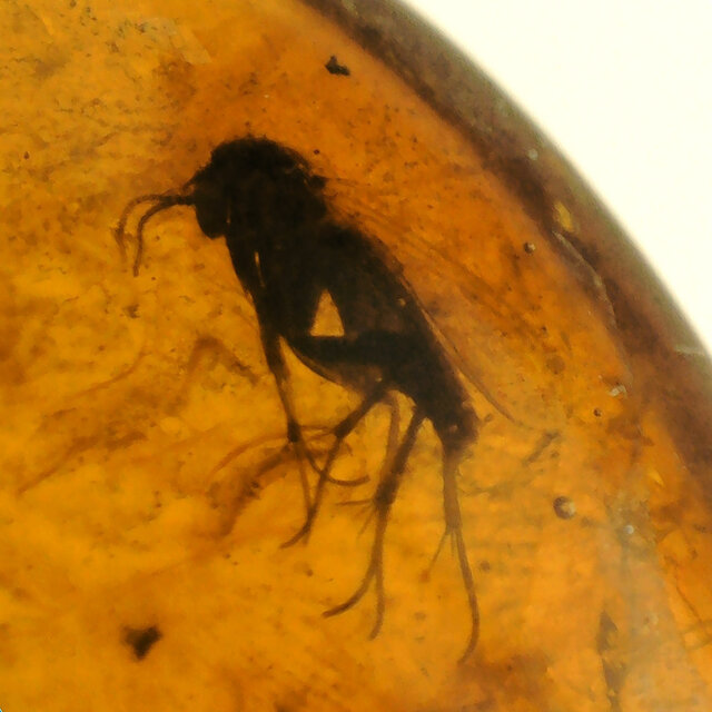 Baltic amber with enclosed mosquito