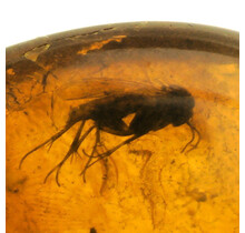 Baltic amber with enclosed mosquito