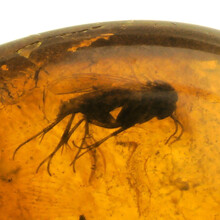 Barnsteen met ingesloten insect