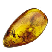 Baltic amber with enclosed mosquito