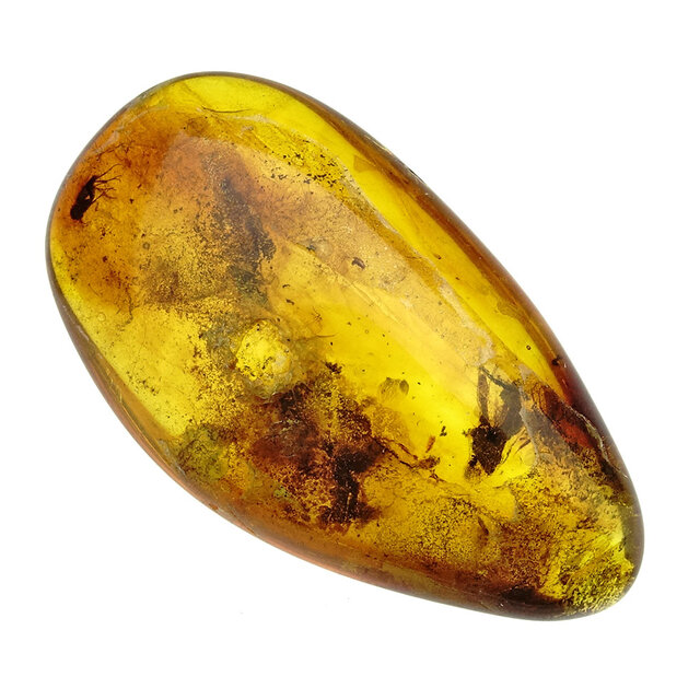 Baltic amber with enclosed mosquito