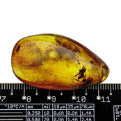 Baltic amber with enclosed mosquito