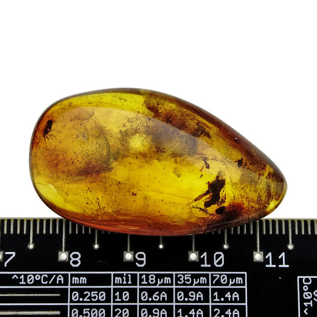 Baltic amber with enclosed mosquito