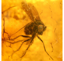 Baltic amber with enclosed head fly