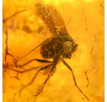 Baltisch Barnsteen met ingesloten kopvlieg