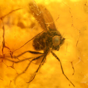 Amber with enclosed insect