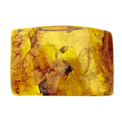 Baltic amber with enclosed head fly
