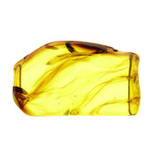 Baltic amber with enclosed head fly