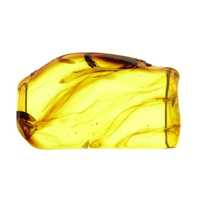 Baltic amber with enclosed head fly