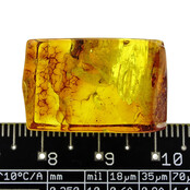 Baltic amber with enclosed head fly