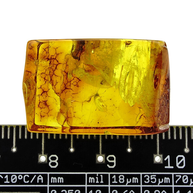 Baltic amber with enclosed head fly