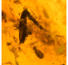 Baltic amber with embedded leg, louse, mosquito and ant