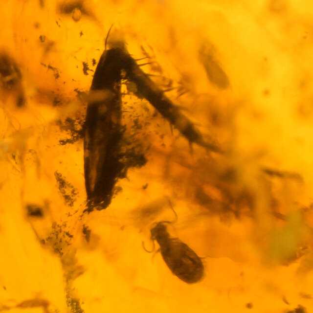 Baltic amber with embedded leg, louse, mosquito and ant