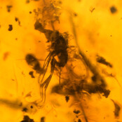 Baltic amber with embedded leg, louse, mosquito and ant