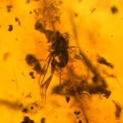 Baltisch Barnsteen met ingesloten poot, luis, mug en mier