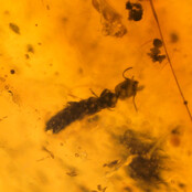 Baltic amber with embedded leg, louse, mosquito and ant