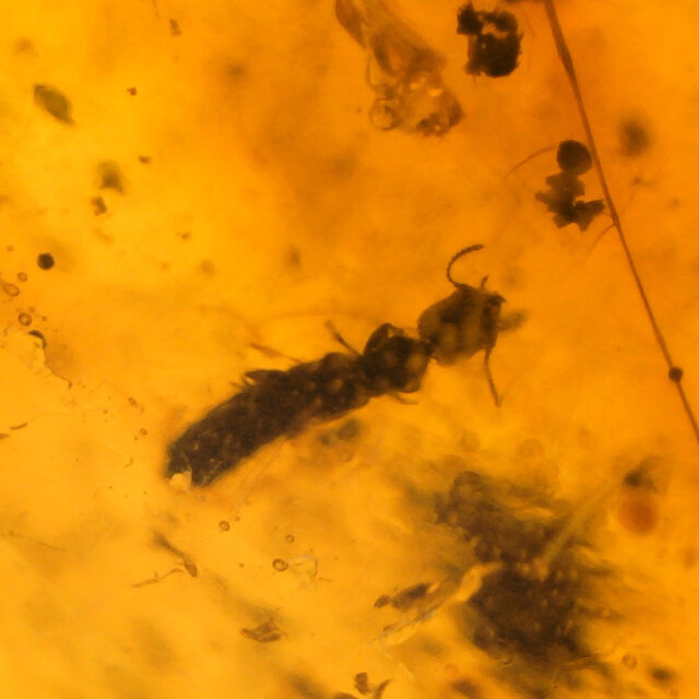 Baltic amber with embedded leg, louse, mosquito and ant