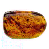 Baltisch Barnsteen met ingesloten poot, luis, mug en mier