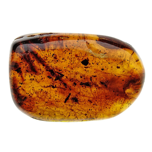 Baltic amber with embedded leg, louse, mosquito and ant