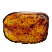 Baltic amber with embedded leg, louse, mosquito and ant