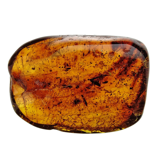 Baltic amber with embedded leg, louse, mosquito and ant