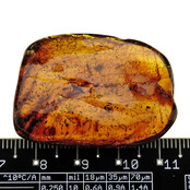 Baltic amber with embedded leg, louse, mosquito and ant