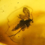 Baltic amber with enclosed fly