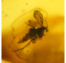 Baltic amber with enclosed fly