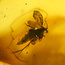Baltic amber with enclosed fly