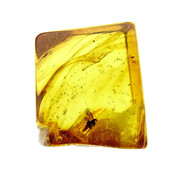 Baltic amber with enclosed fly
