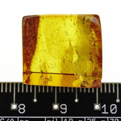 Baltic amber with enclosed fly
