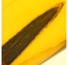 Baltic amber with enclosed leaf