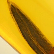 Baltic amber with enclosed leaf