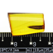 Baltischer Bernstein mit eingeschlossenem Blatt