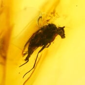 Baltisch Barnsteen met ingesloten vlieg