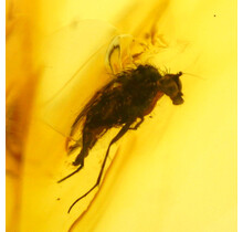 Baltic amber with enclosed fly