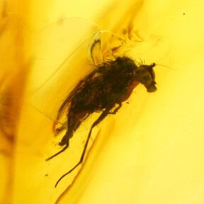 Barnsteen met ingesloten insect