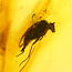 Baltic amber with enclosed fly