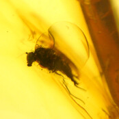 Baltic amber with enclosed fly