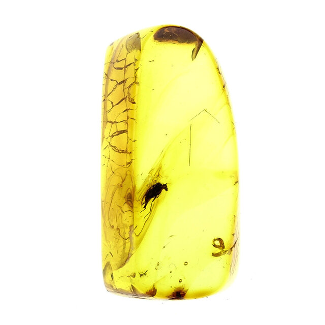 Baltic amber with enclosed fly